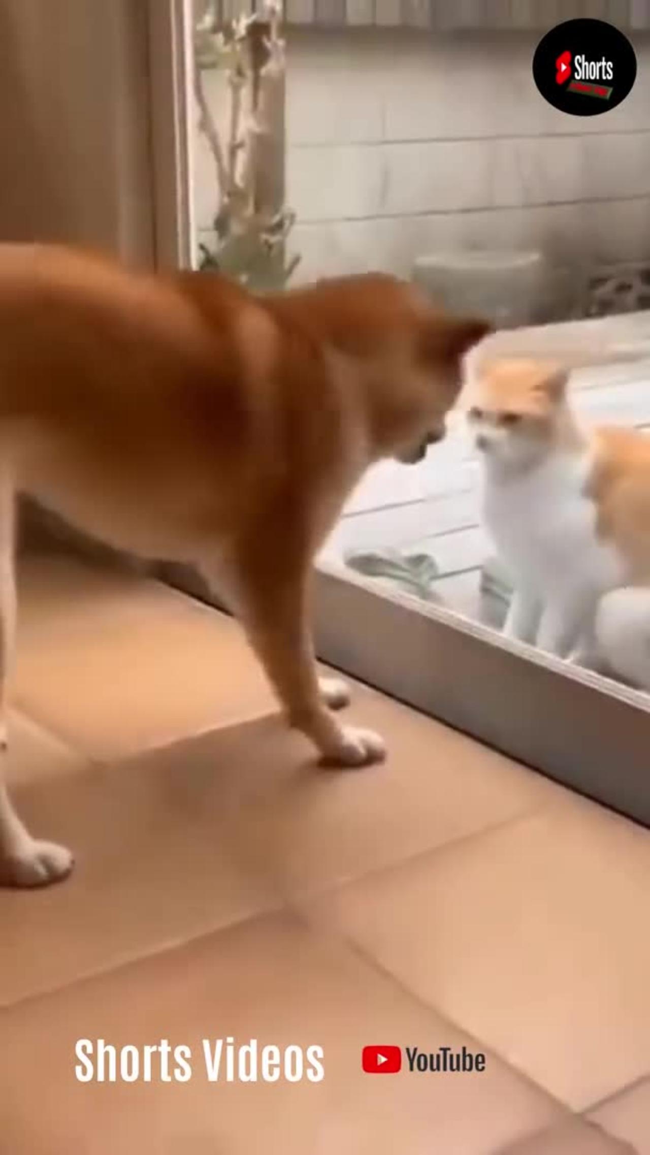 Funny cat and dog fight