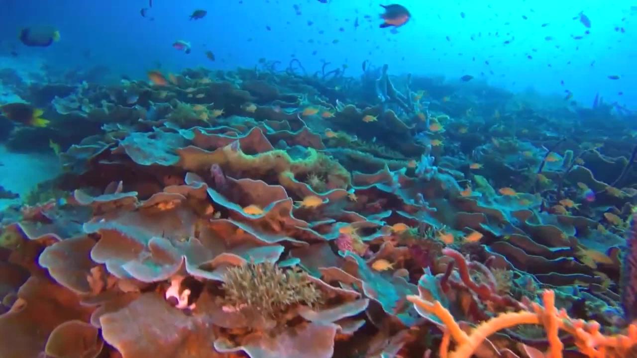 Enjoy the World's Most Beautiful Coral Reefs in Raja Ampat