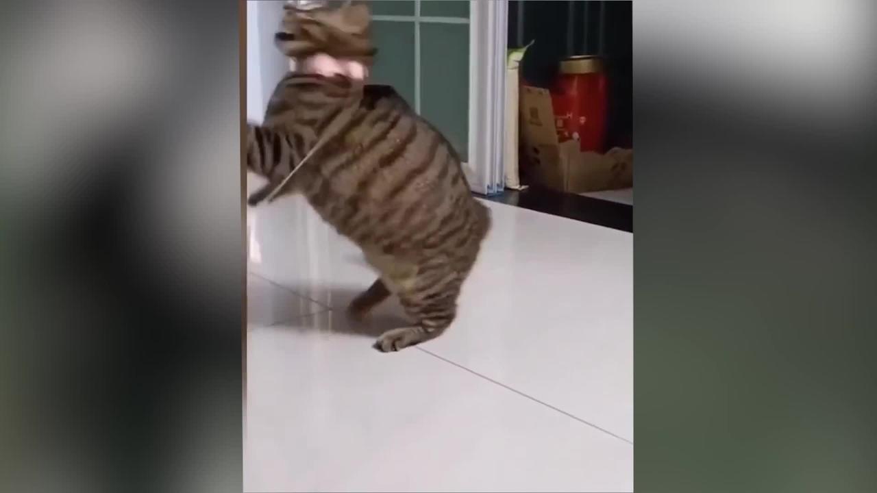 Funniest Cats Dancing