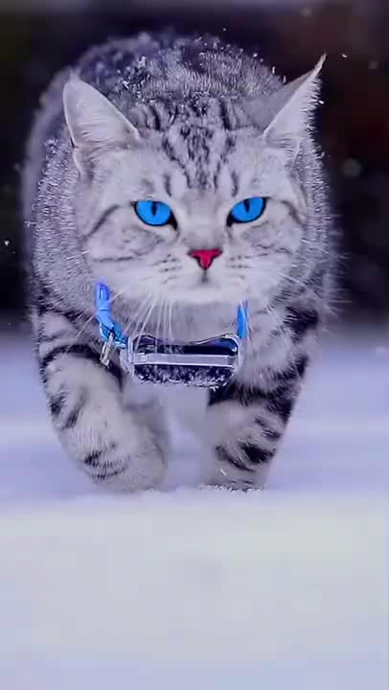 Funny cat - -Cute animals -Cat videos -Cute kittens- #Shorts- #kitten #cats #shorts #funny #animals