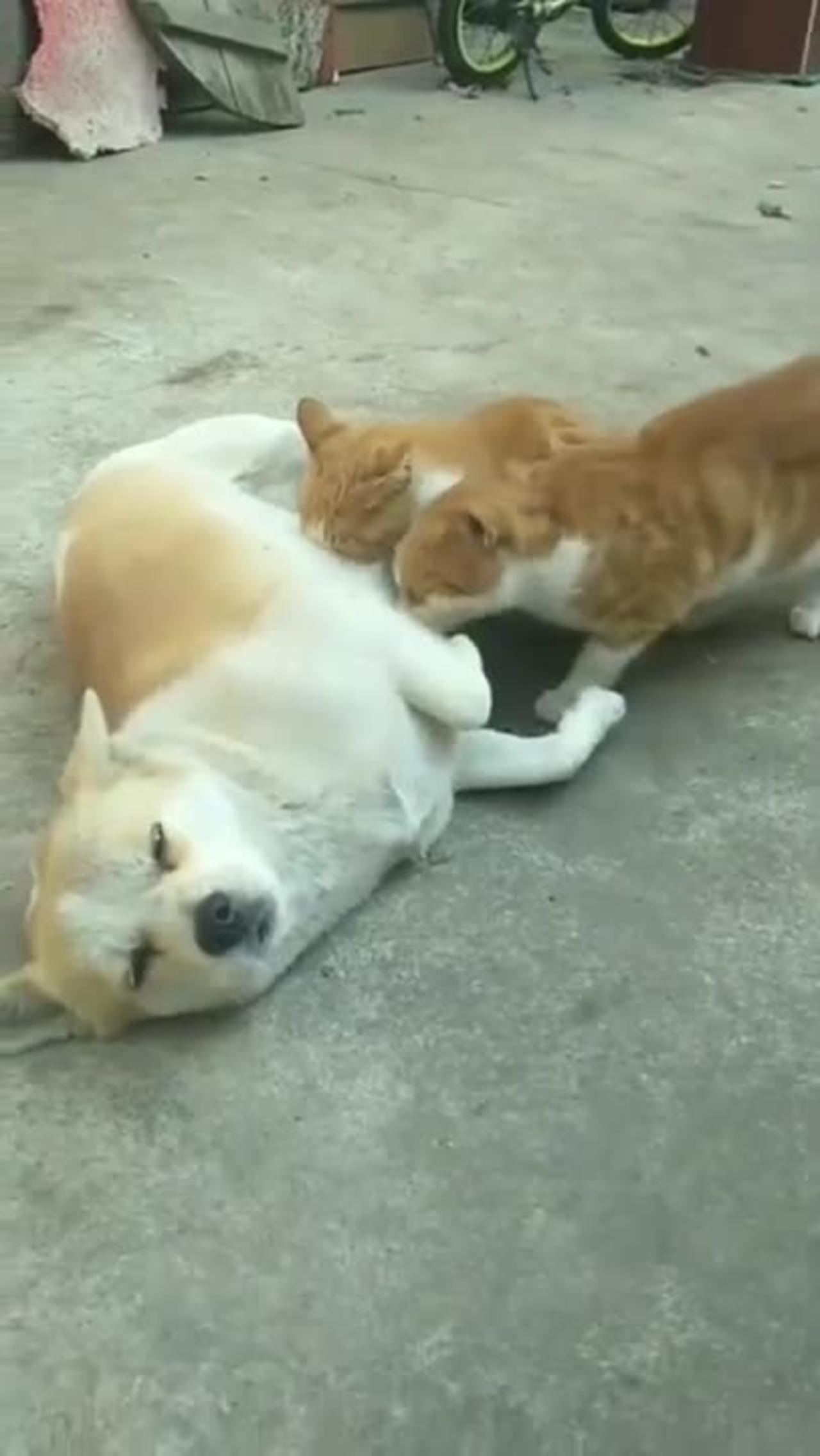 Funny video of two Cat's and Dog