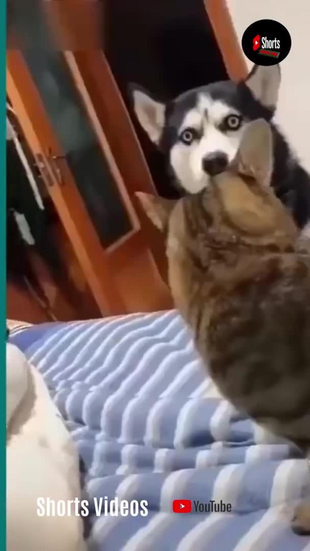 funny dog cat videos