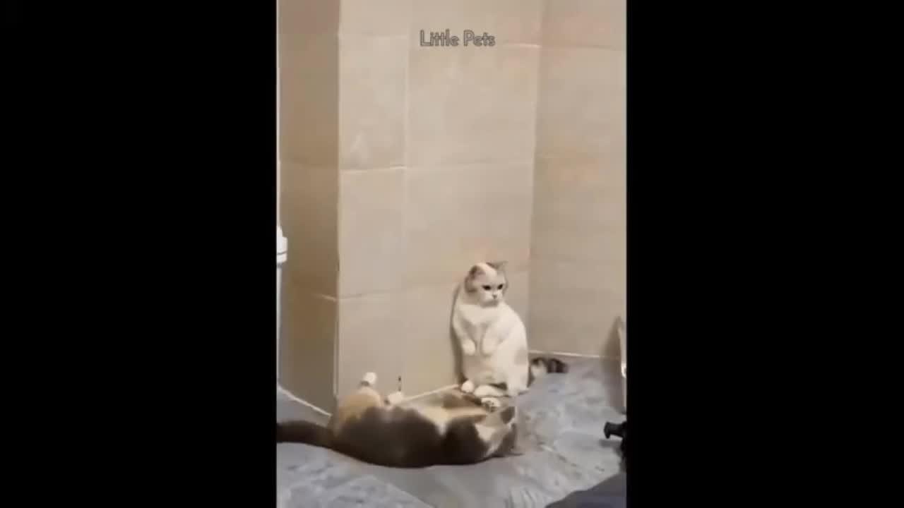 Two Cats Playing With Each Other | Cute Cats 😺 | TheSPARROW