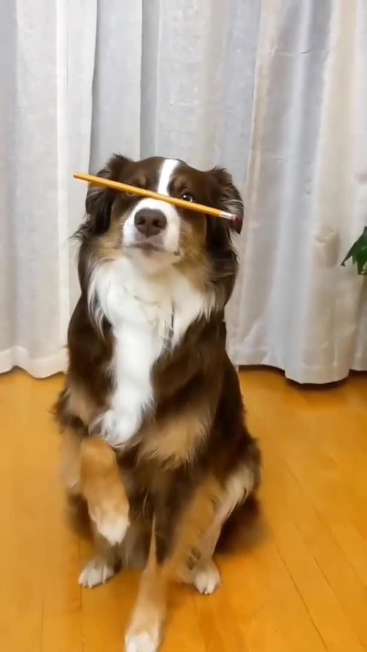 Dogs vs Sticks, Never Ending Entertainment | Funniest Dog Videos #shorts#dog# pets #puppy#animals