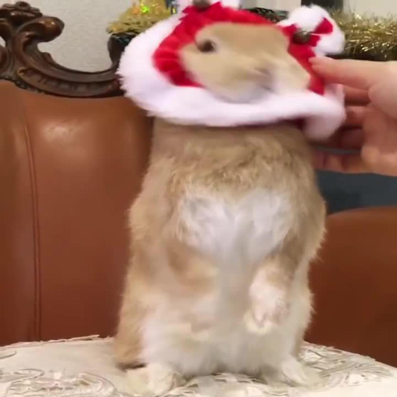Funny Bunny Cute Baby Rabbit Vidéo - Compilation