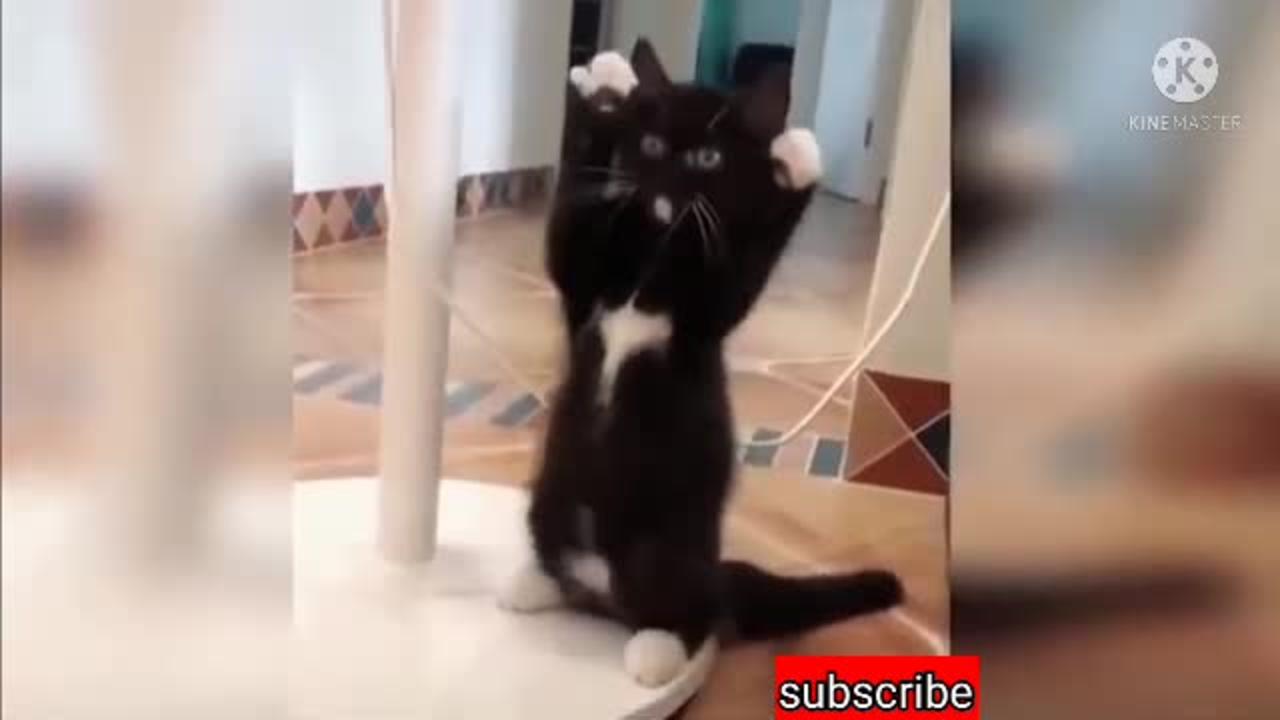 Cats shorts funny videos, dog videos, comedy videos