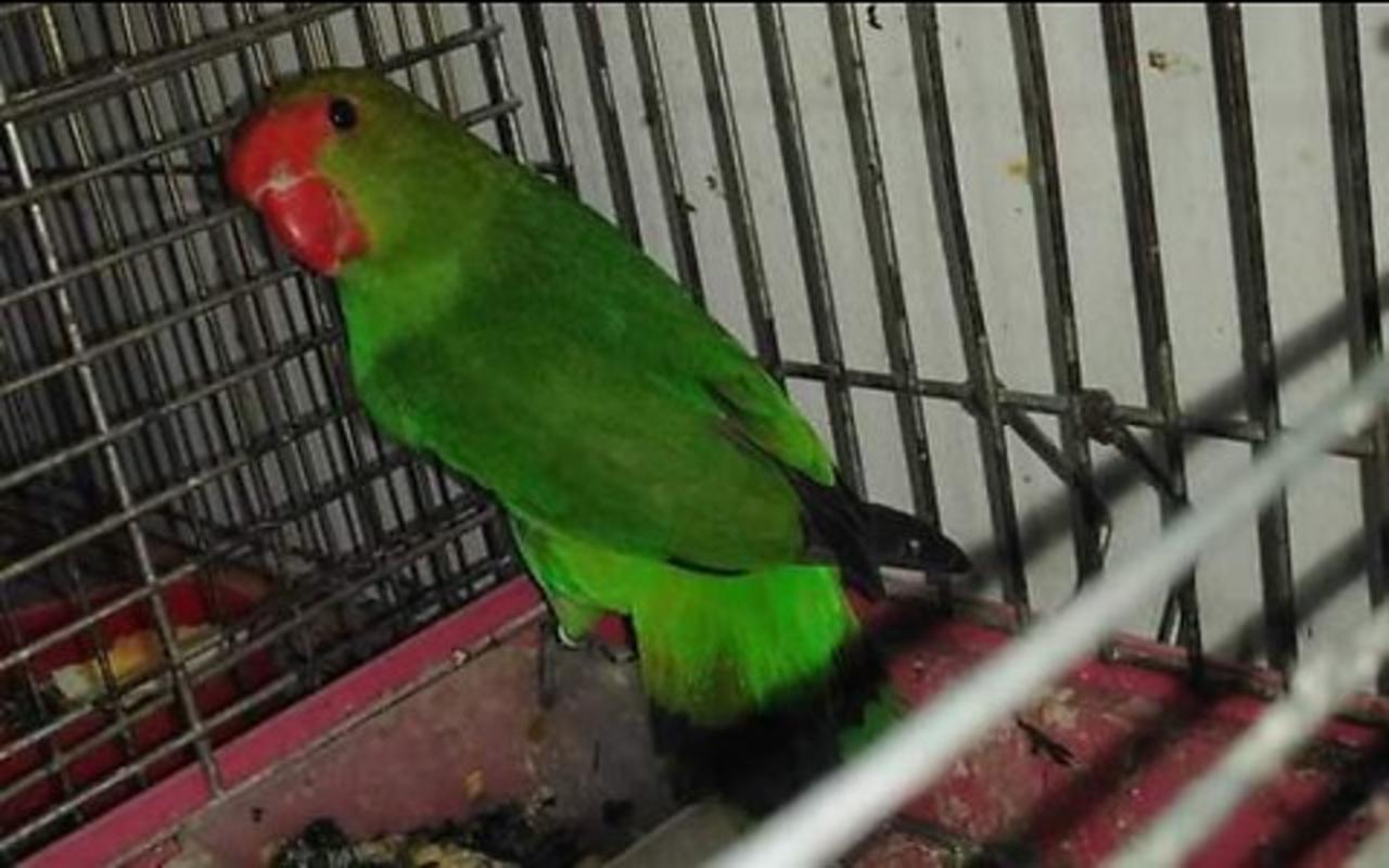 Bird taranta One News Page VIDEO