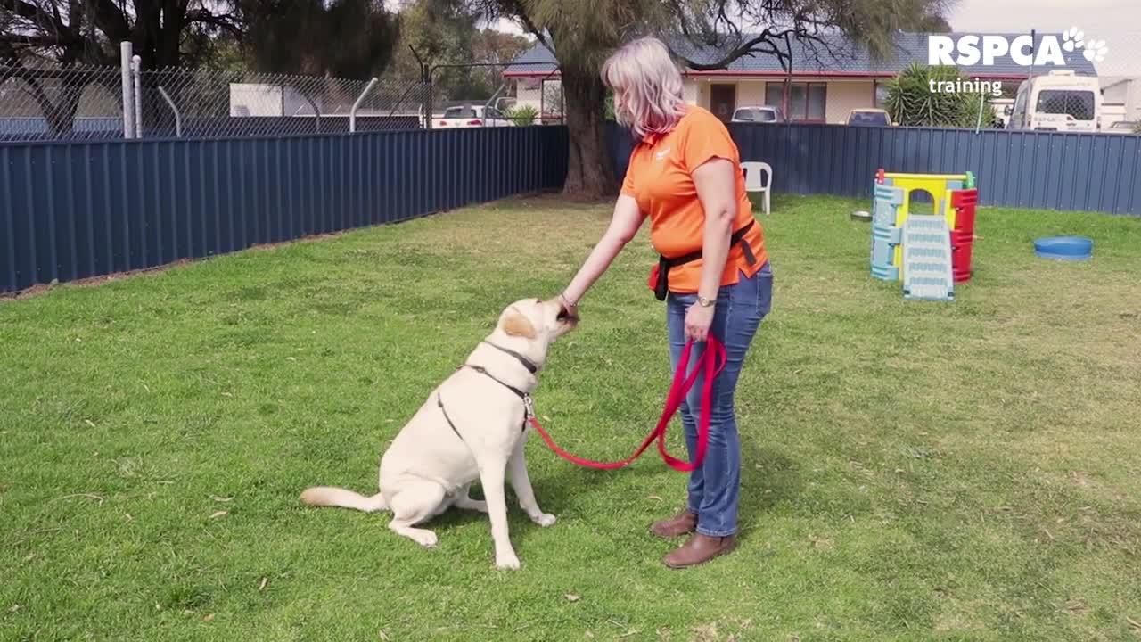 Dog Training Video(Dog Training 101)