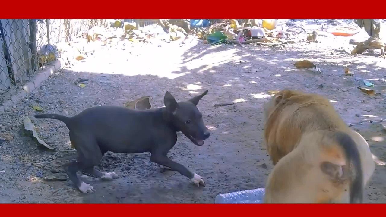 Dog & monkey fighting funny video