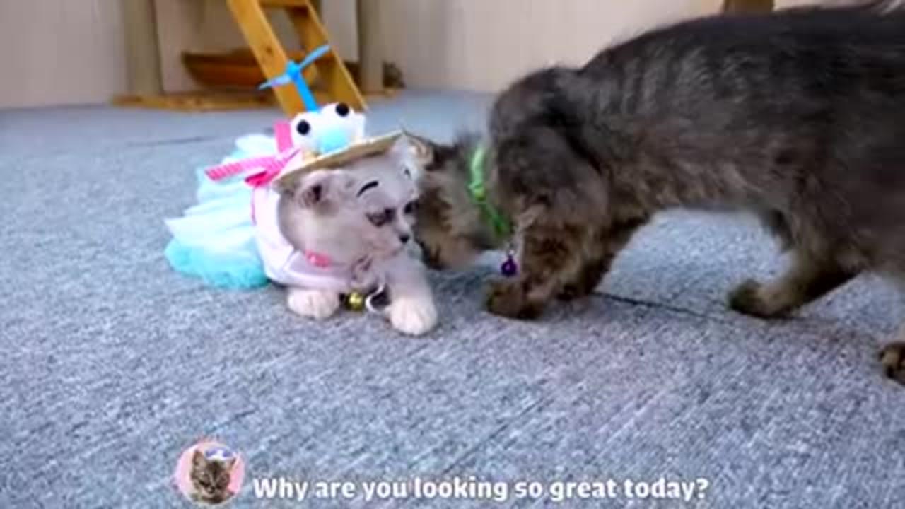 Doing My Cat's Makeup - Cute & Funny Cat Videos by Pet Cats