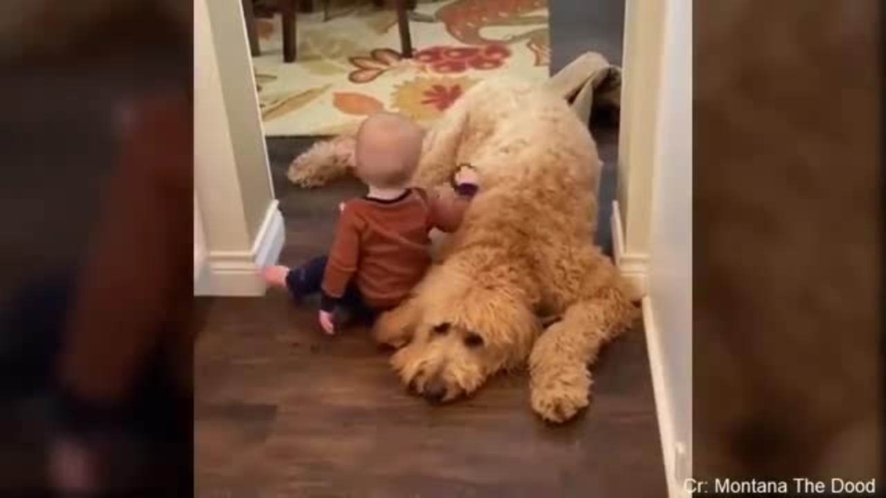 Cute baby playing with dog