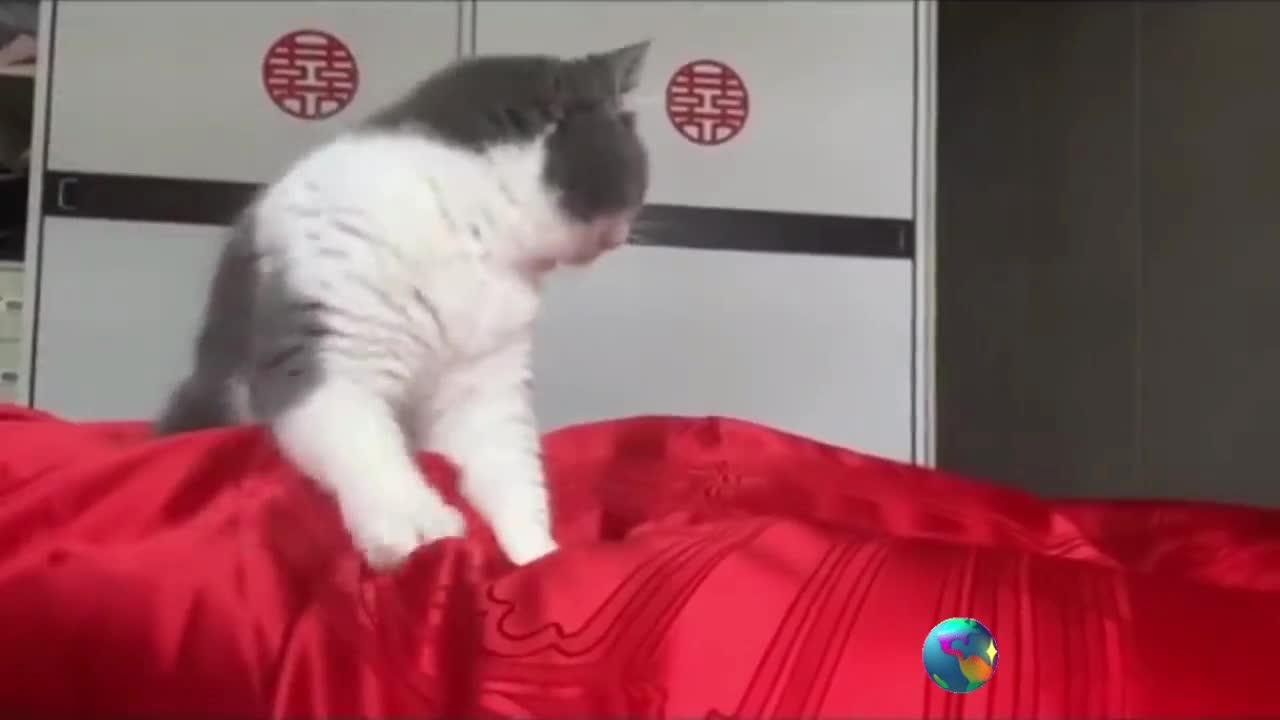 funny Cat Videos