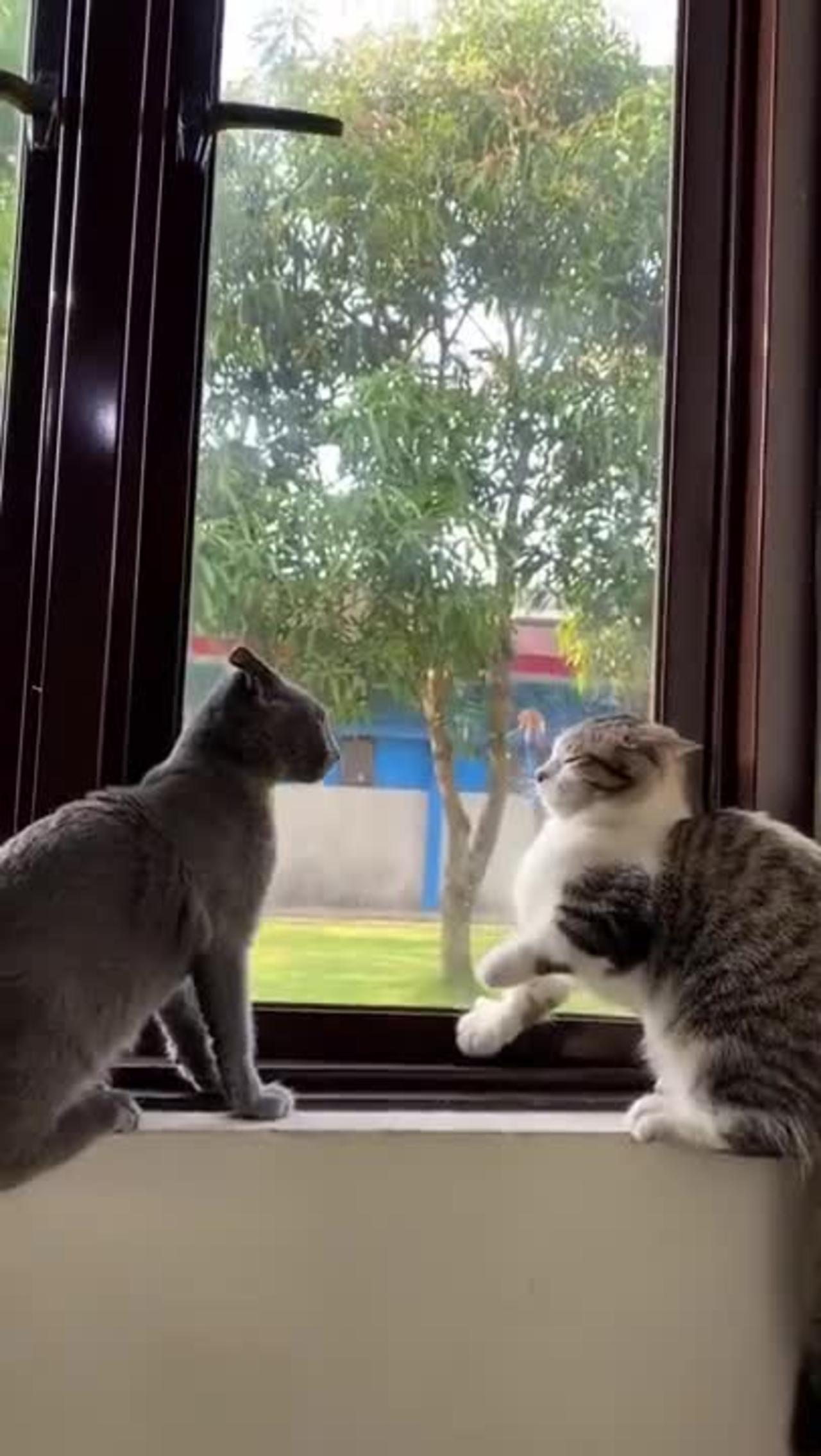 The funniest Video 2022- Two Cats fighting each other who is the WINNER.