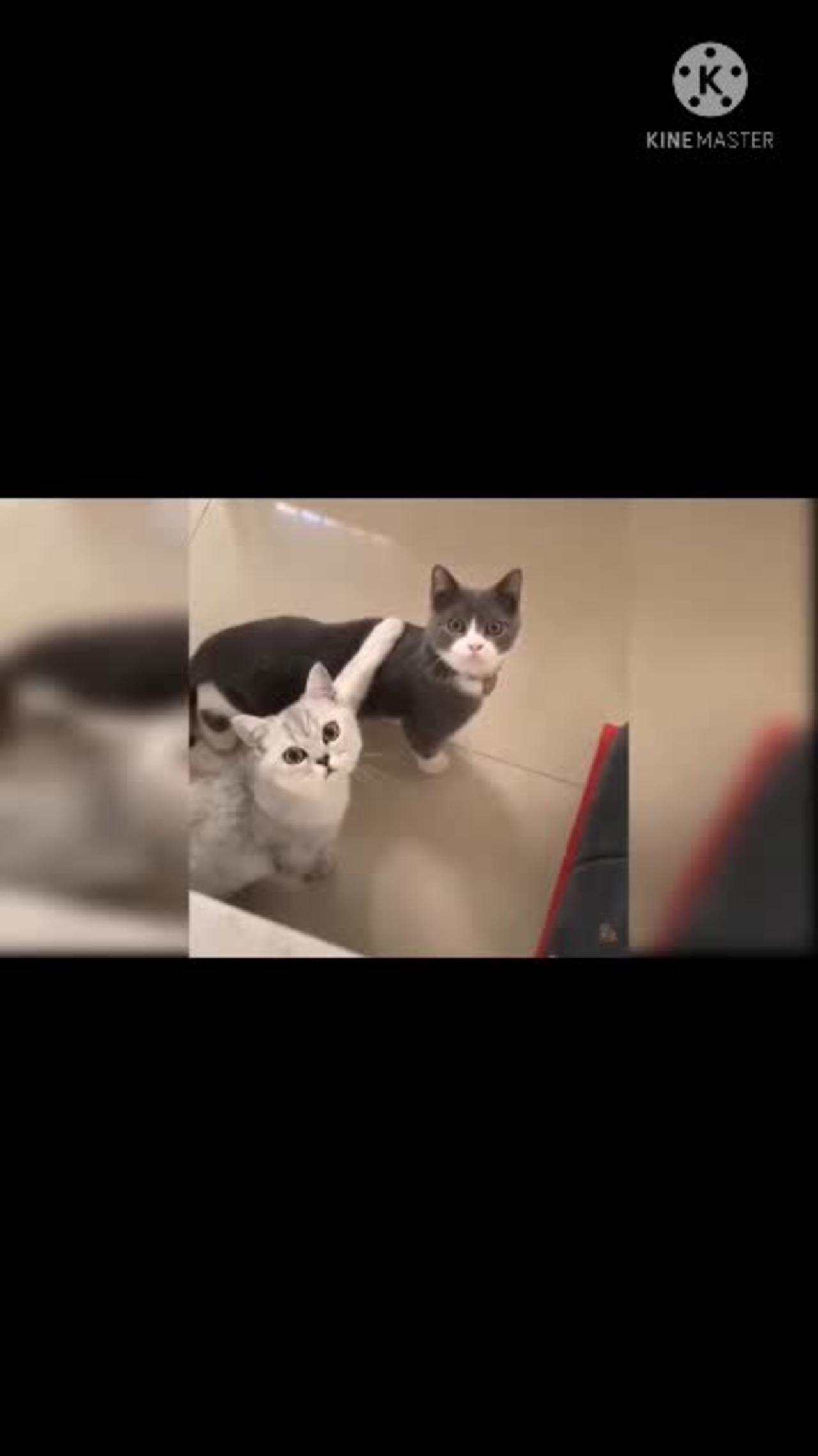 Cats shorts funny videos, animals funny and comedy videos