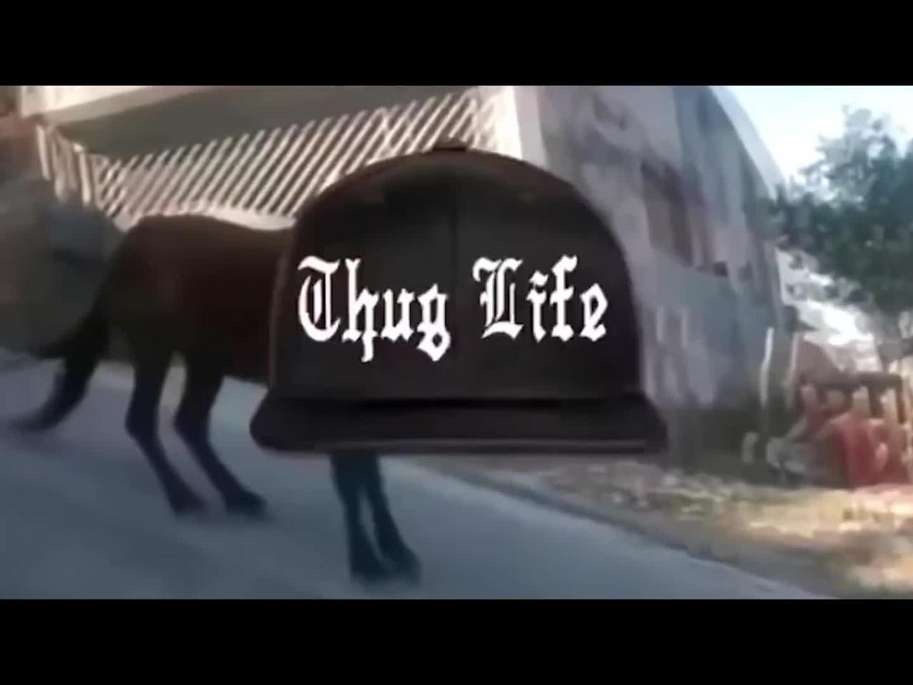funny animals- thug life