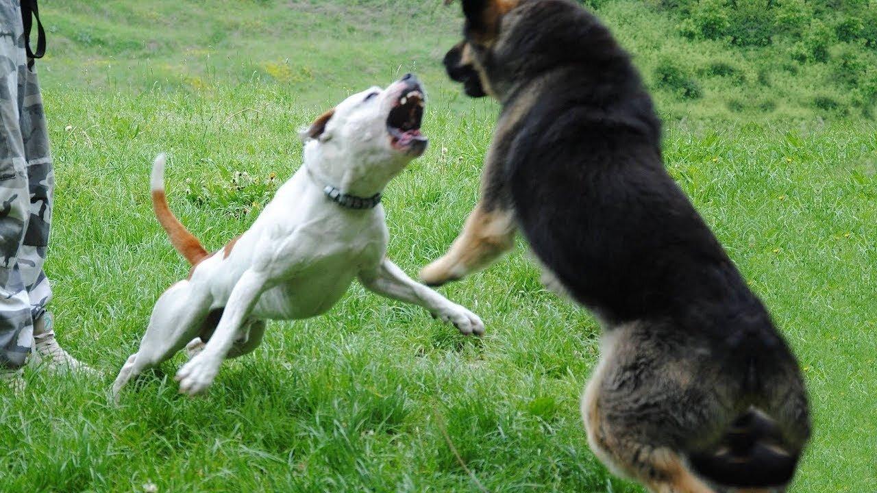 German Shepherd attacks Pitbull at Dog Park
