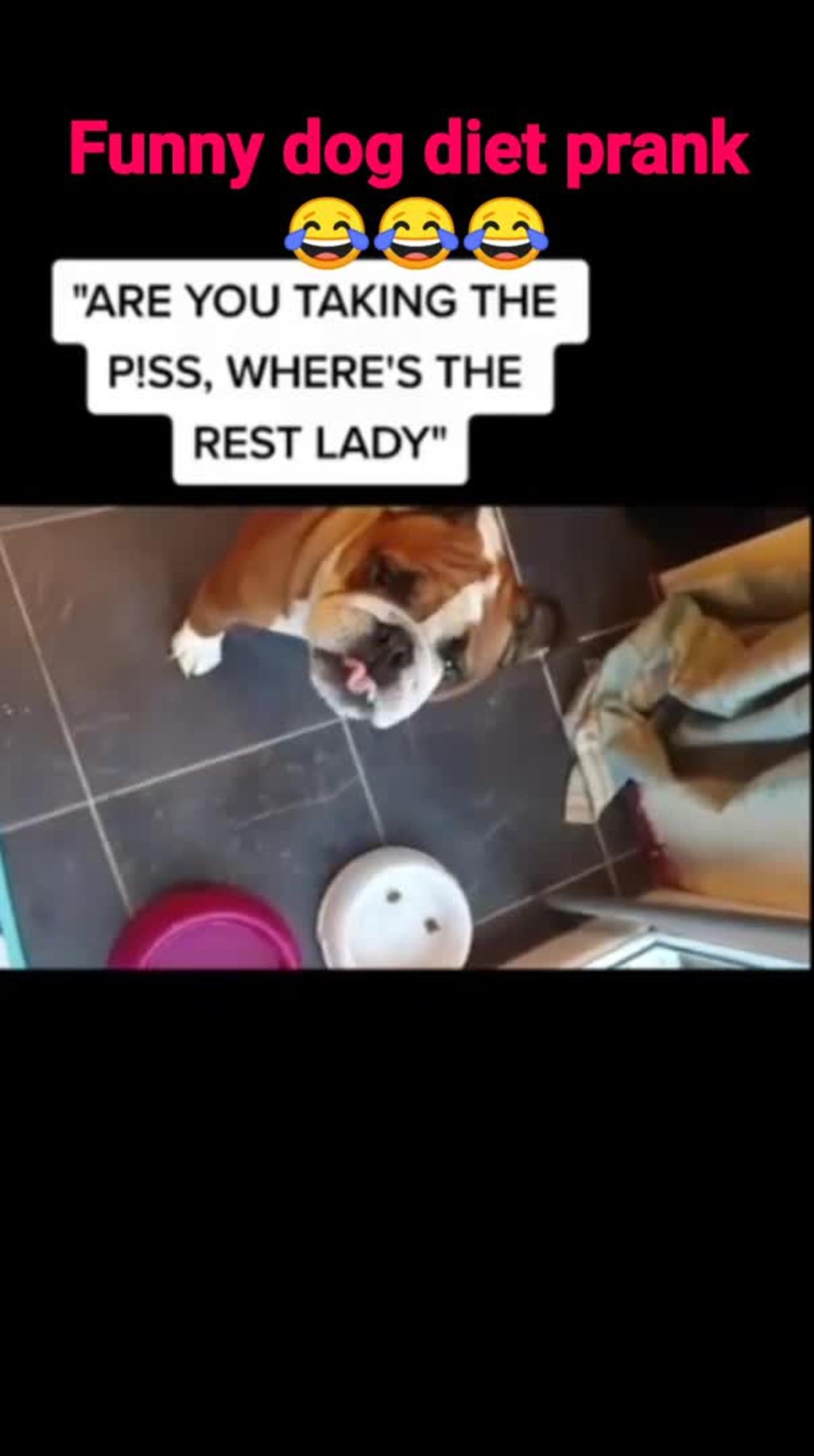 Funny Dog Diet Prank _ Funny dog video1