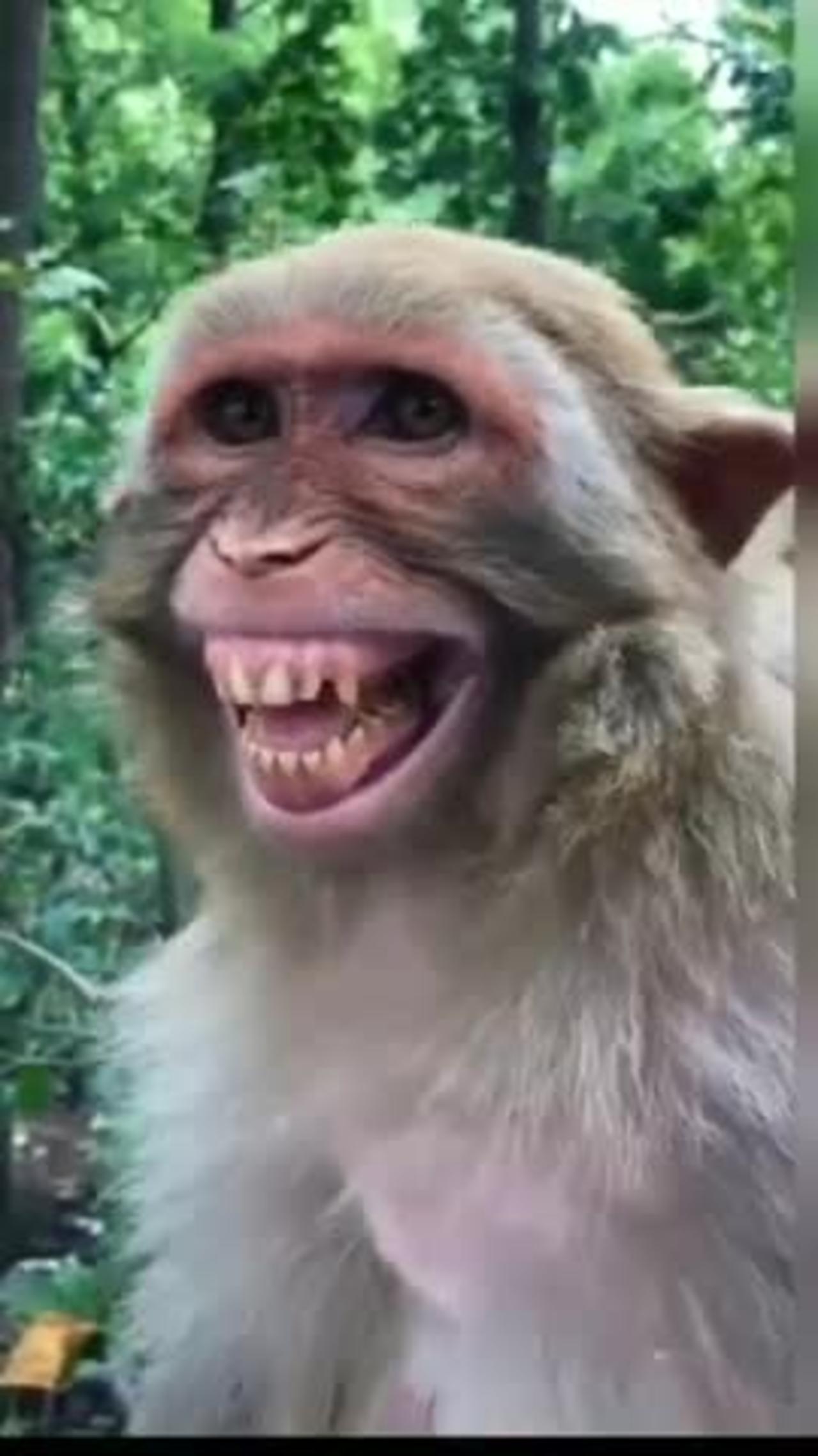 Monkey funny video 🐵