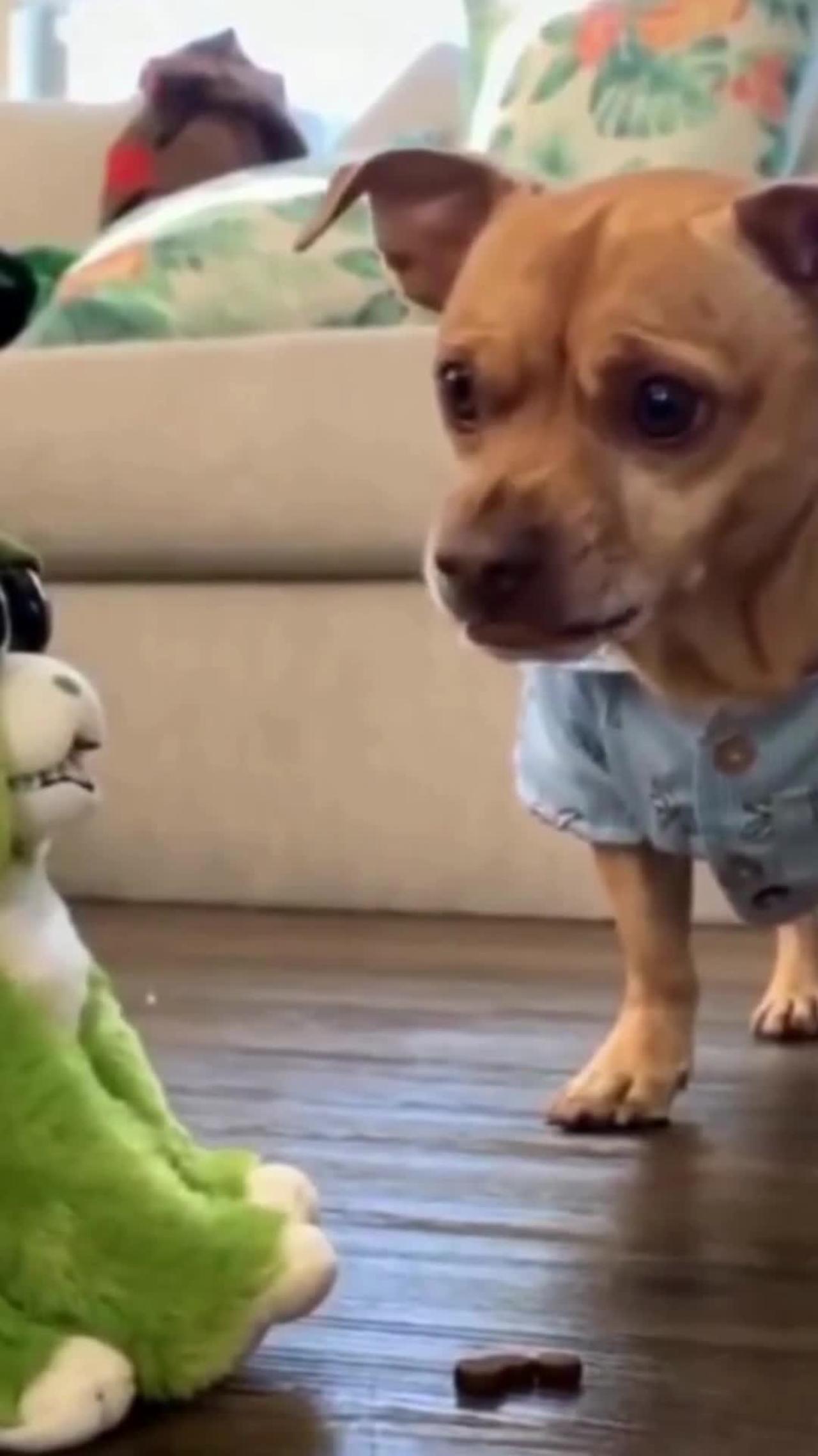 #Very Funny Dog & Cat Video
