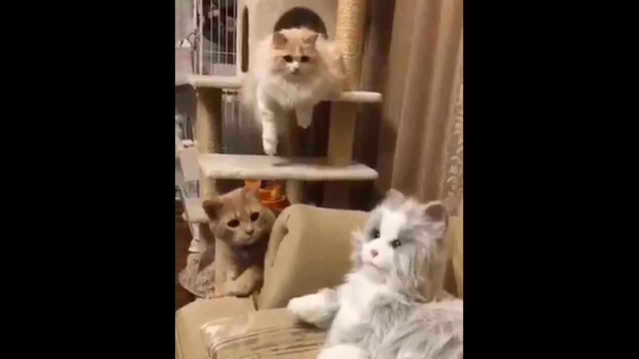 Funny cat play with a play cat