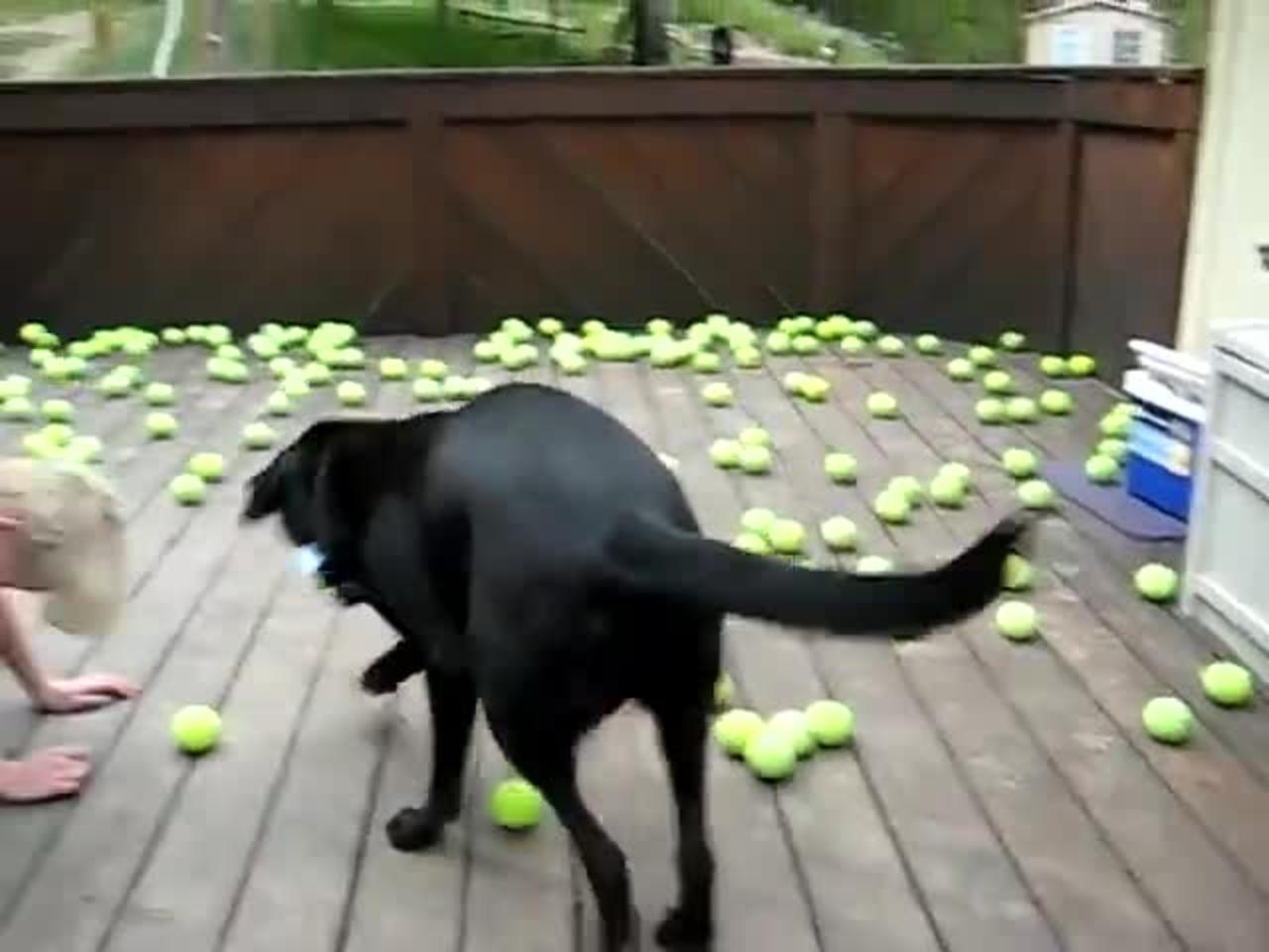 Dog Fan Of Tennis ball Gets To Chase Theme To His Heart's Content