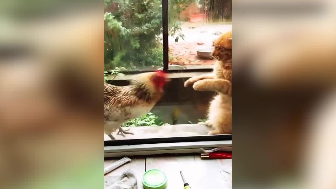 Chicken VS Cat Fight 🤣 --- Funny Dog Fight Videos🤣