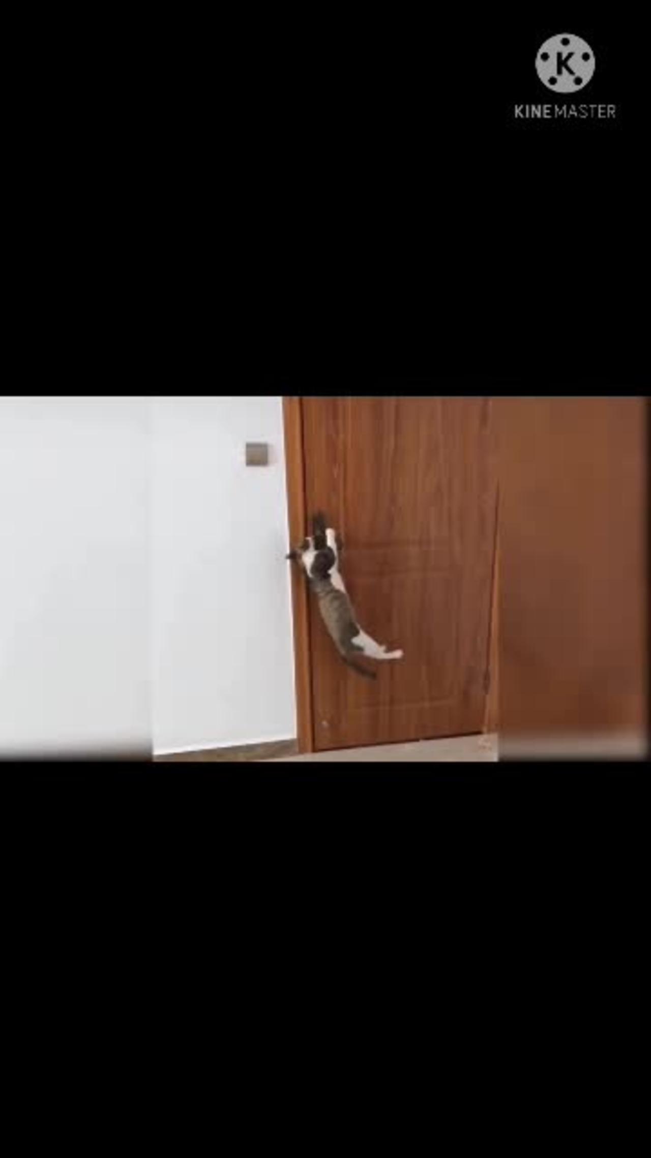 Cute cats funny videos, comedy videos