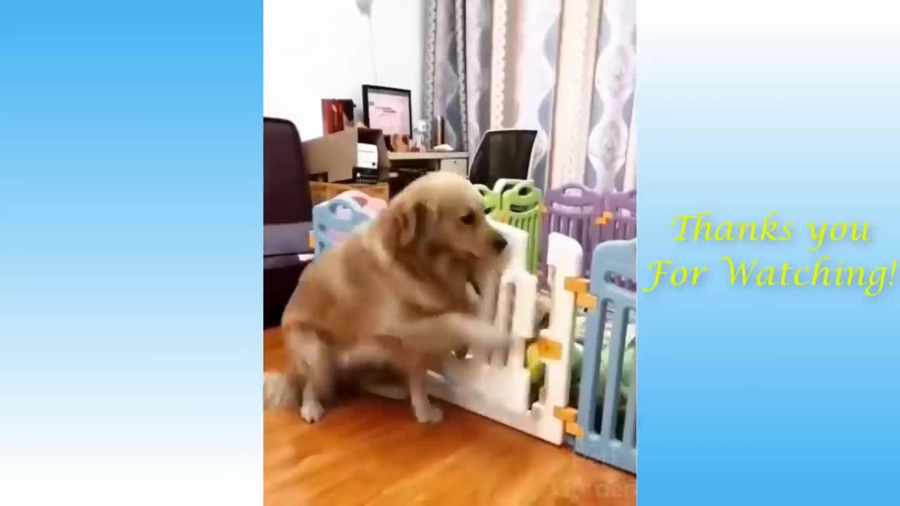 Funny Dogs and Cute Cats Videos Compilation