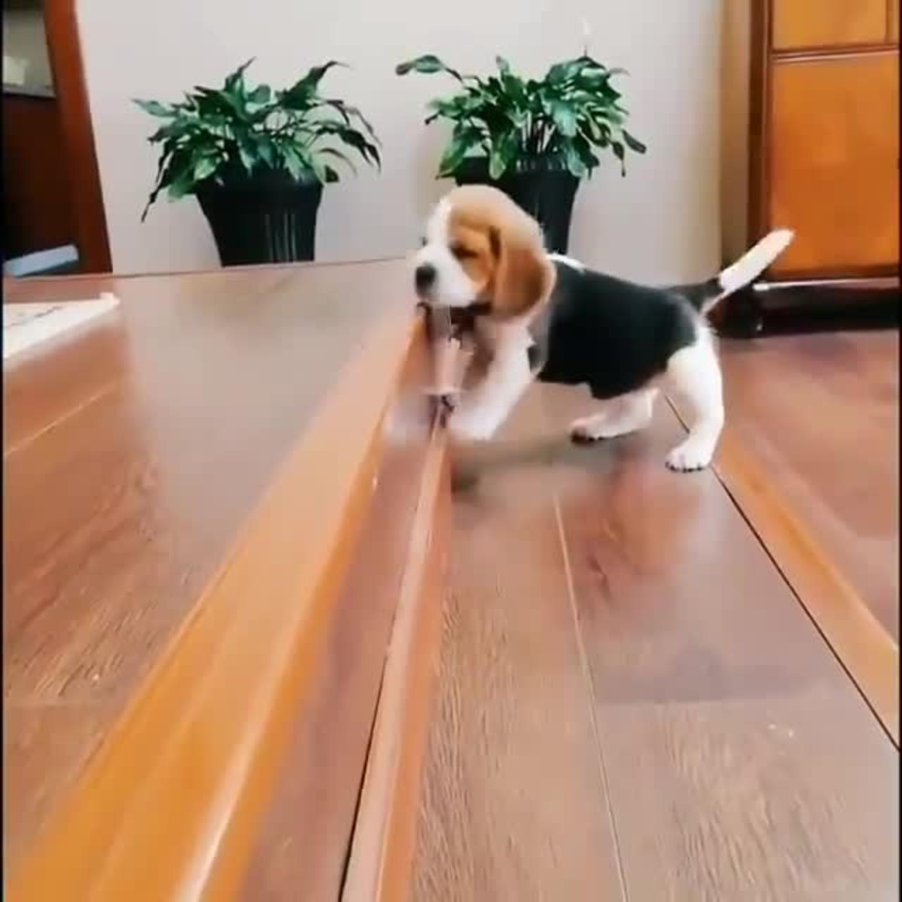 Funny Baby Dog upstairs Dog Lover