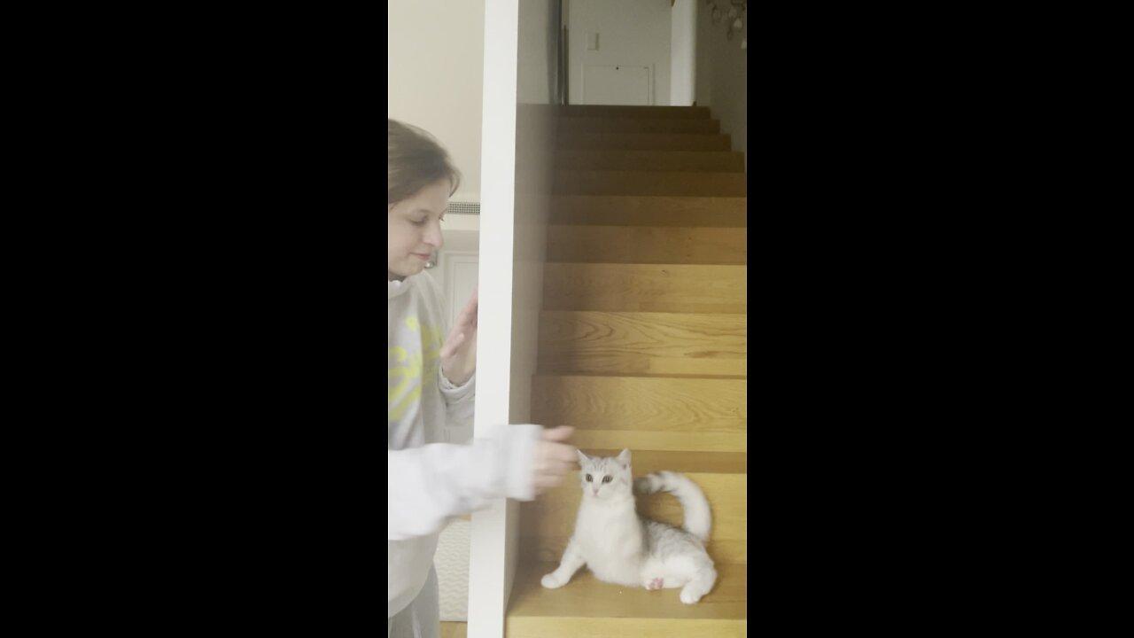 Woman is playing peek-a-boo with her adorable kitten.MOV