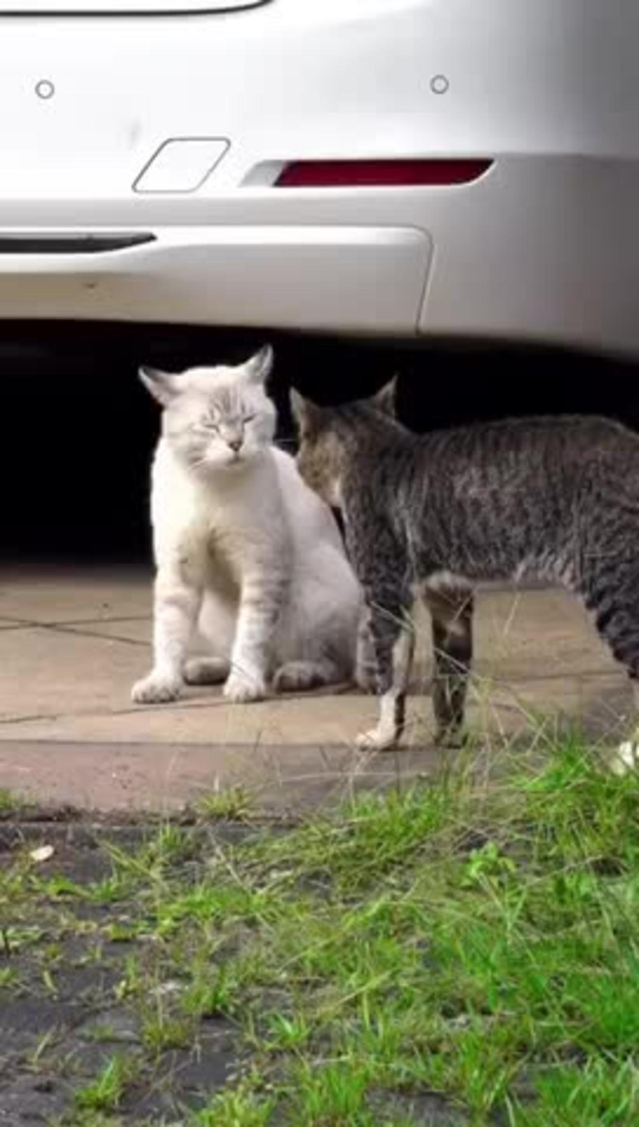Couple cats fight . Funny to watch 😂