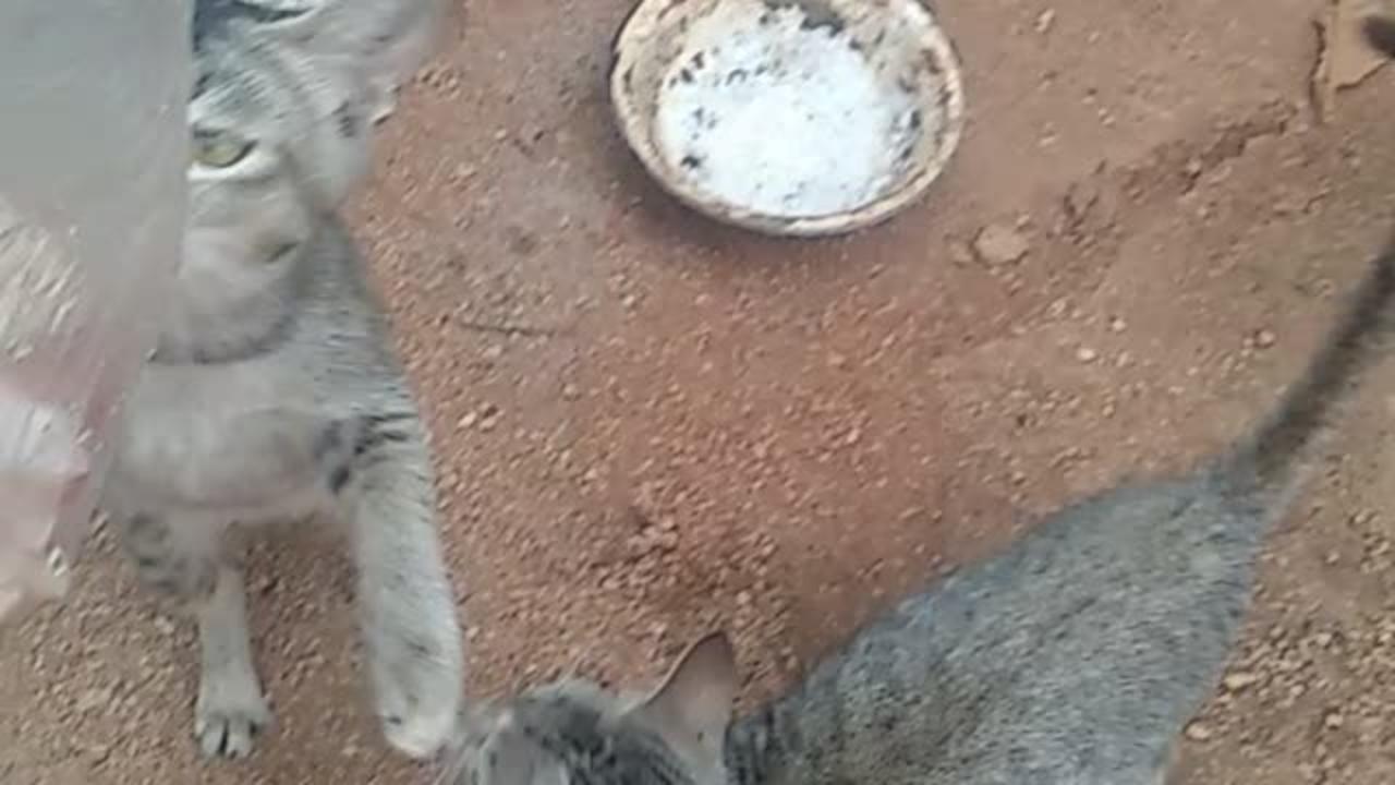 Cats very cute 😘😍 and funny reaction 🤣🤣🤣.