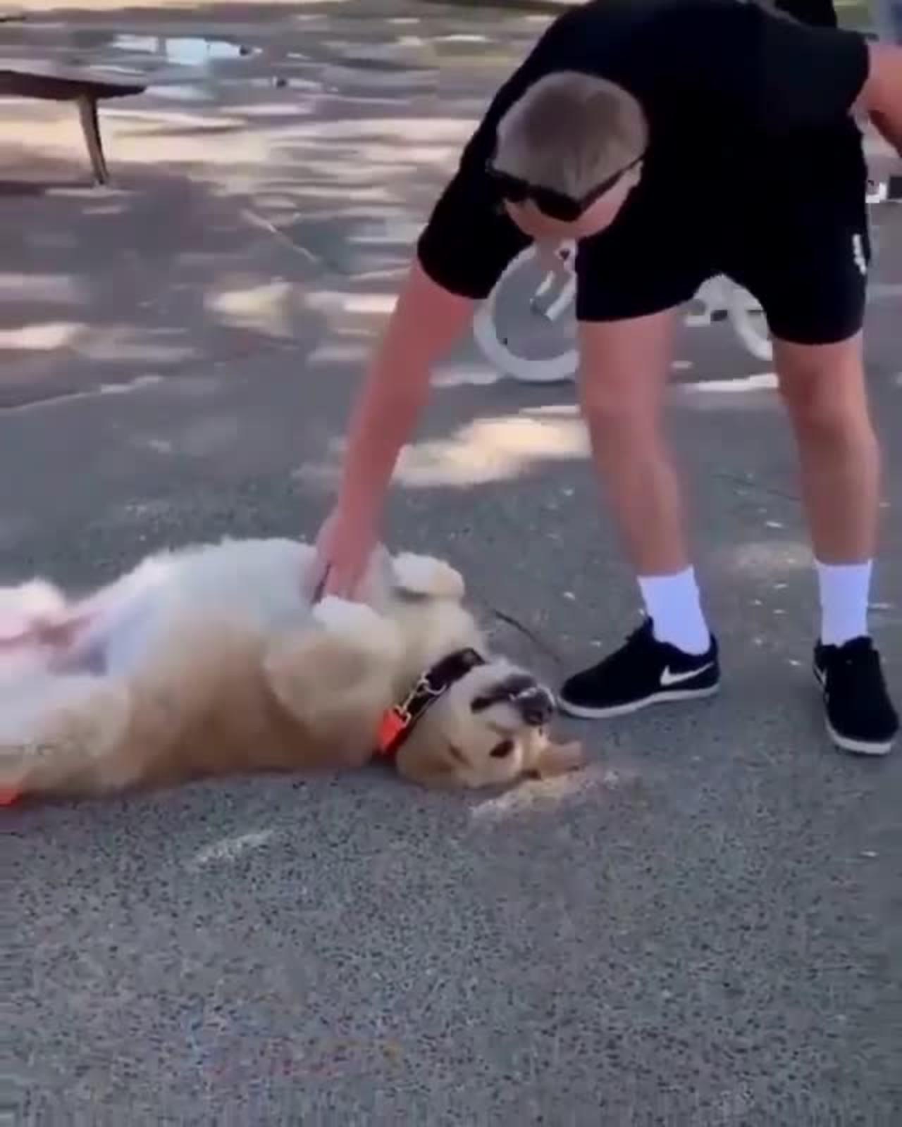 golden retriever refuses to go home in a funny way