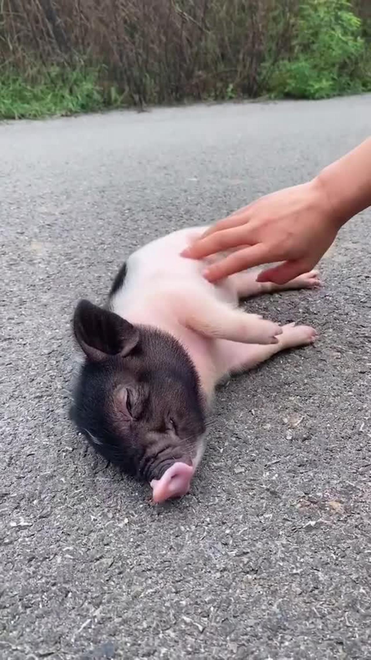 Funny Baby Pig Video 2020 😂🐕 ! Try Not To Laugh