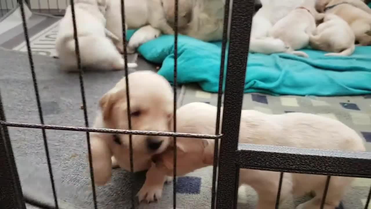 Golden Retriever cute puppies!