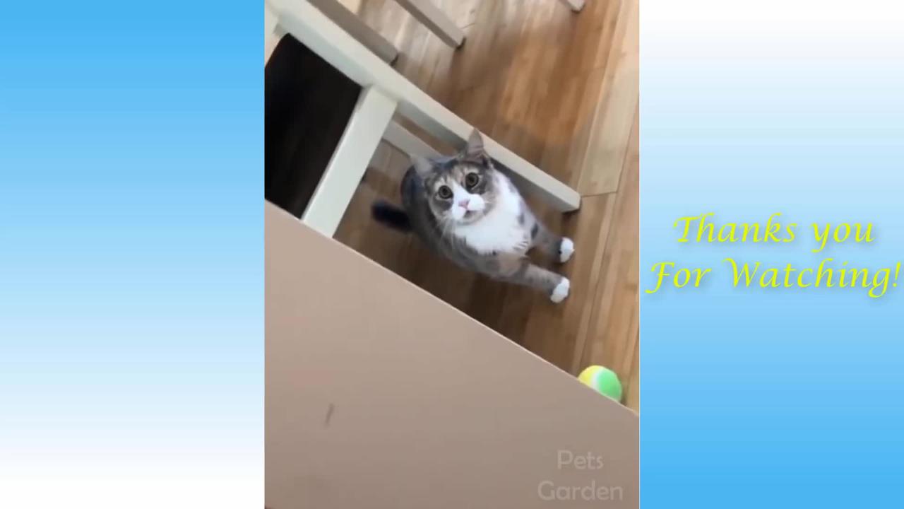 Funny And Cute Cat'S Life (Part 11) Cats And Owners Are The Best Friends Videos