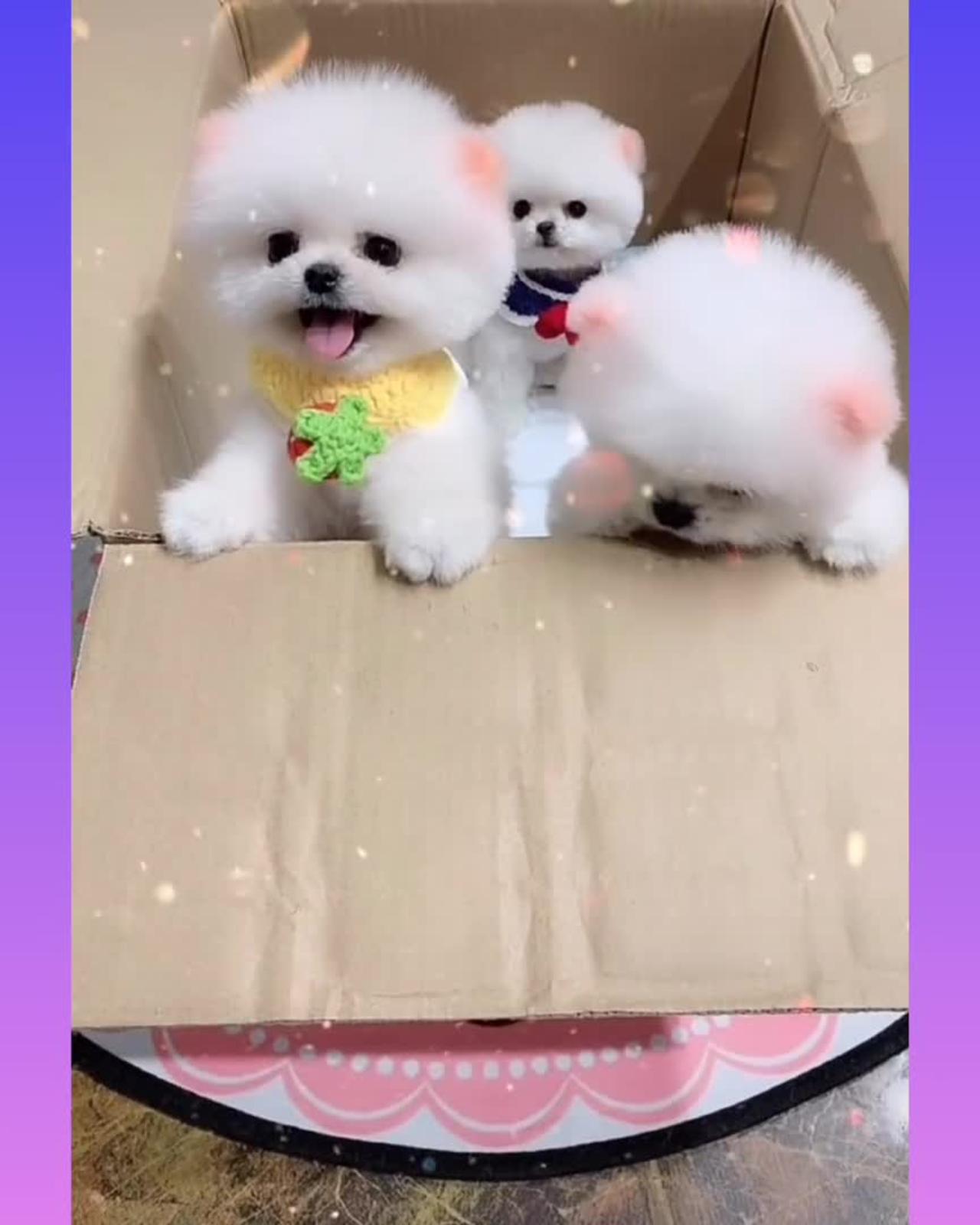 Cute 🥰 funny puppy dog video