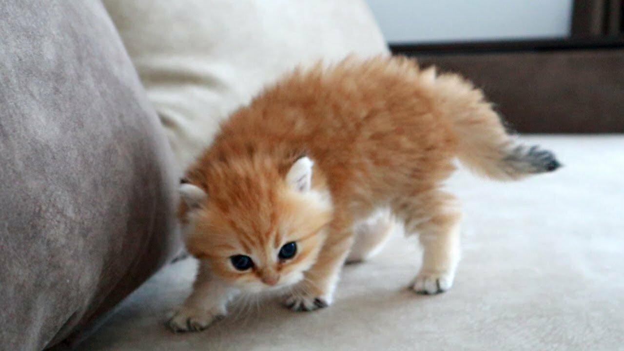 This Tiny Kitten Cured Depression 😘🐈 Soo Cute | WHO IS NEXT? 😀