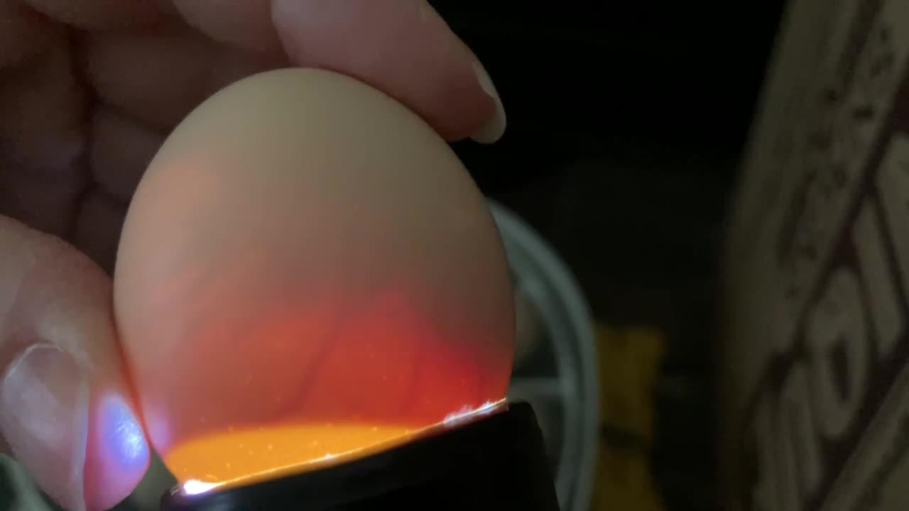 Ayam Cemani Egg Reveal