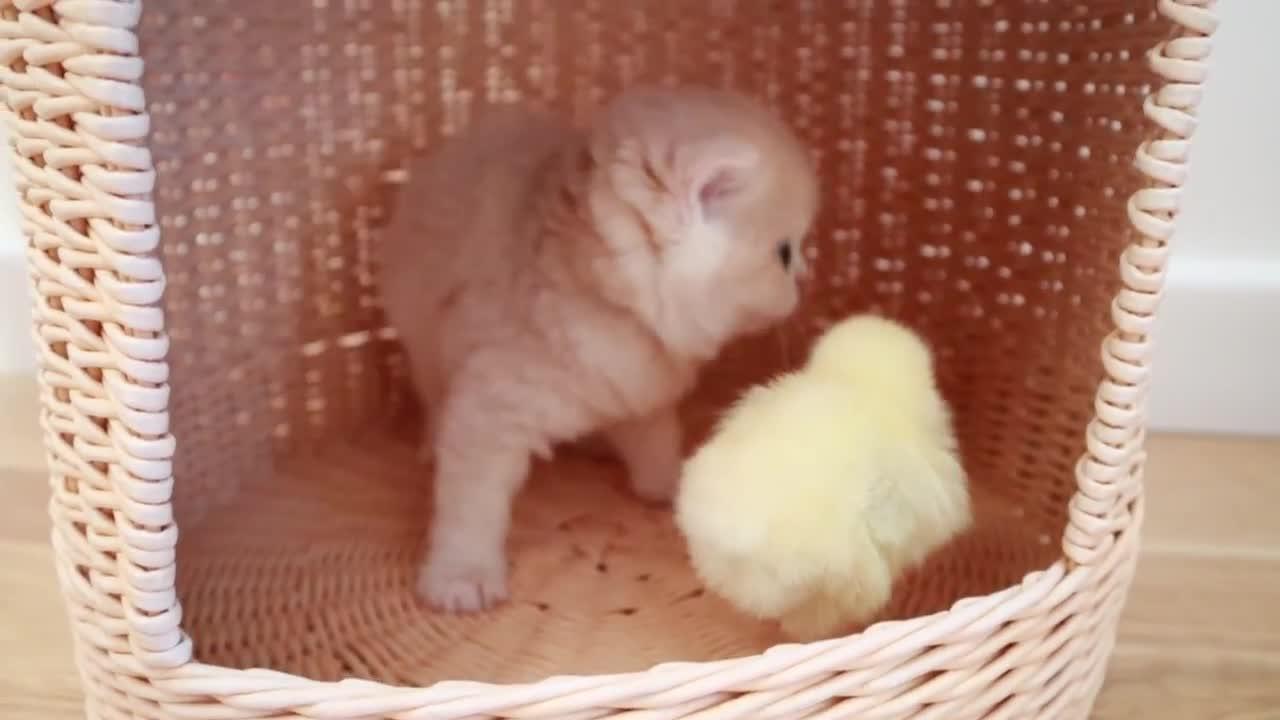 Kittens walk with a tiny chicken sweet