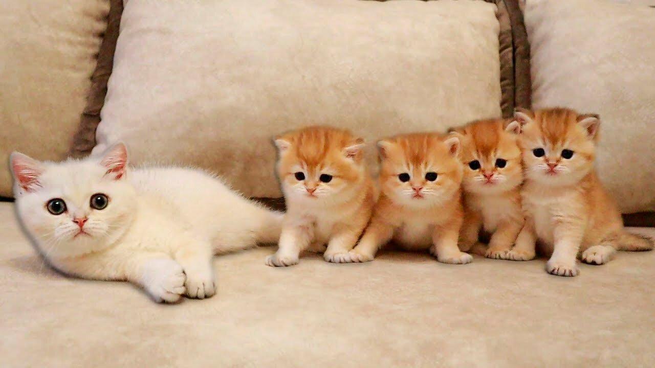 Kitten Coco MET her four Brothers