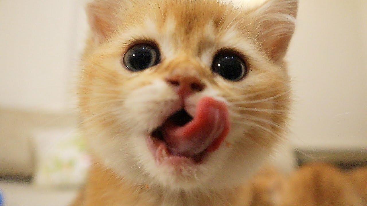 Time for Dinner and Playing | Kittens 🐈 Meowing and beg food | Too Cute