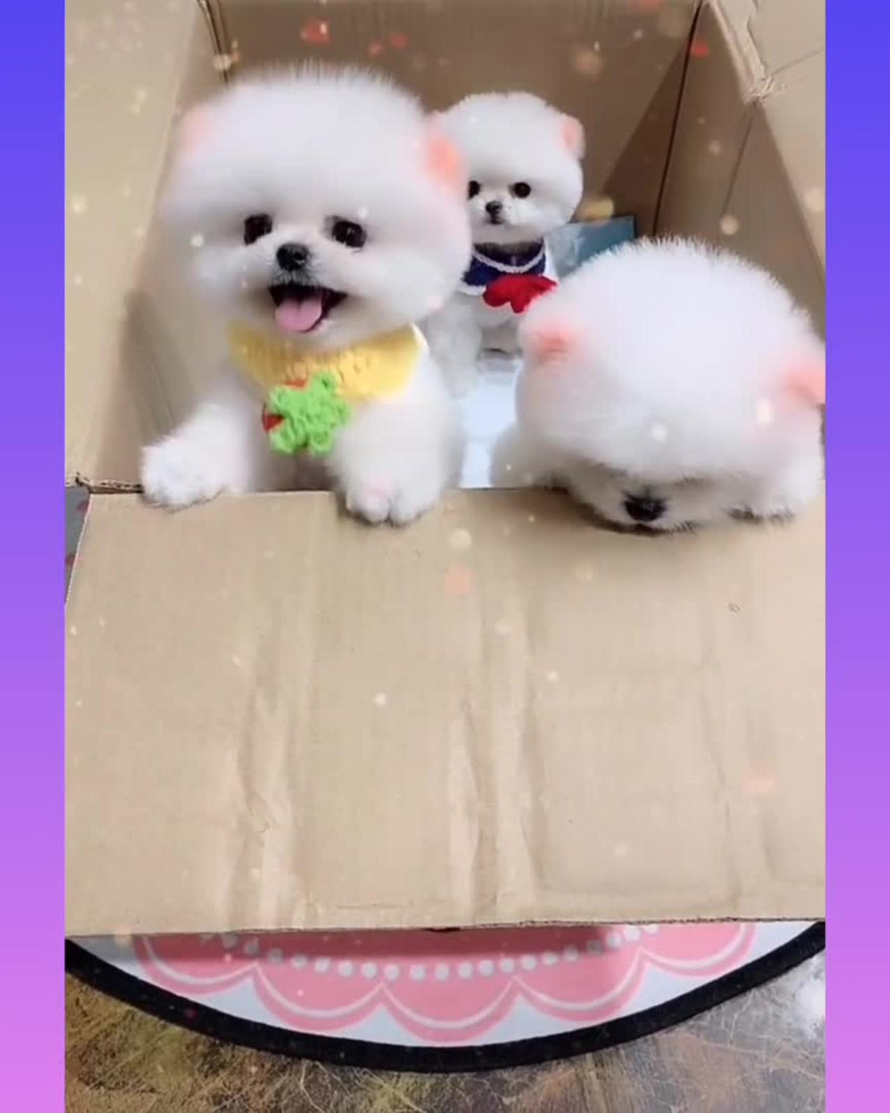 Cute and Funny Dog video