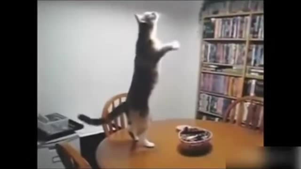 Funny 🐈 cat's and funny dog 🐕 dancing video