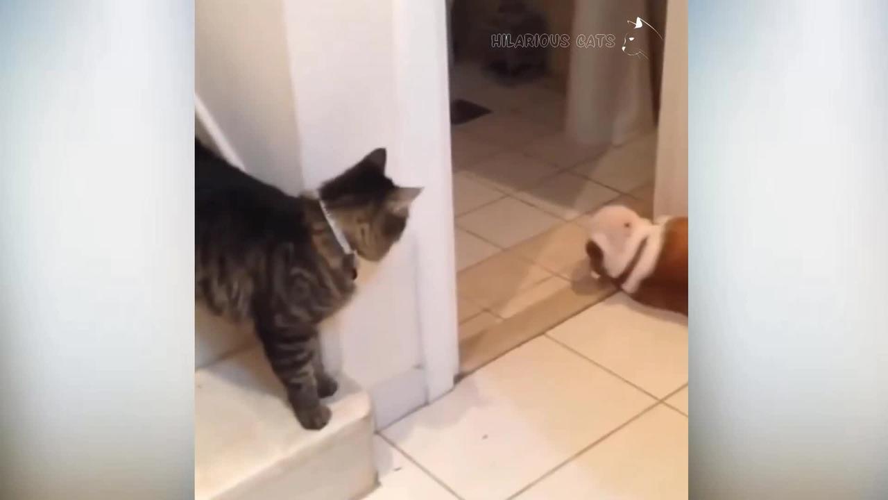 angry cat slapping dog true funny videos