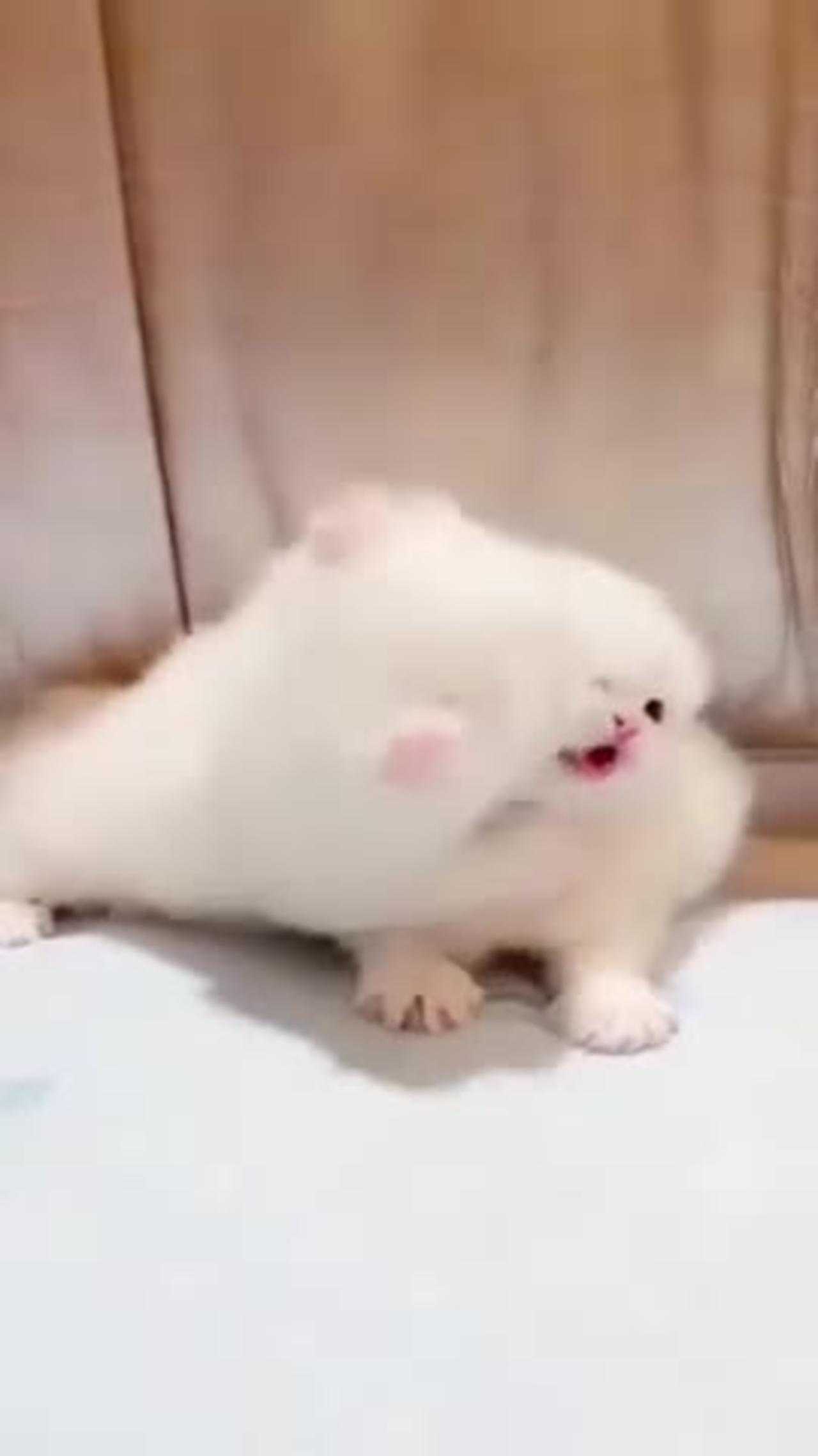 Cute puppy video 👌