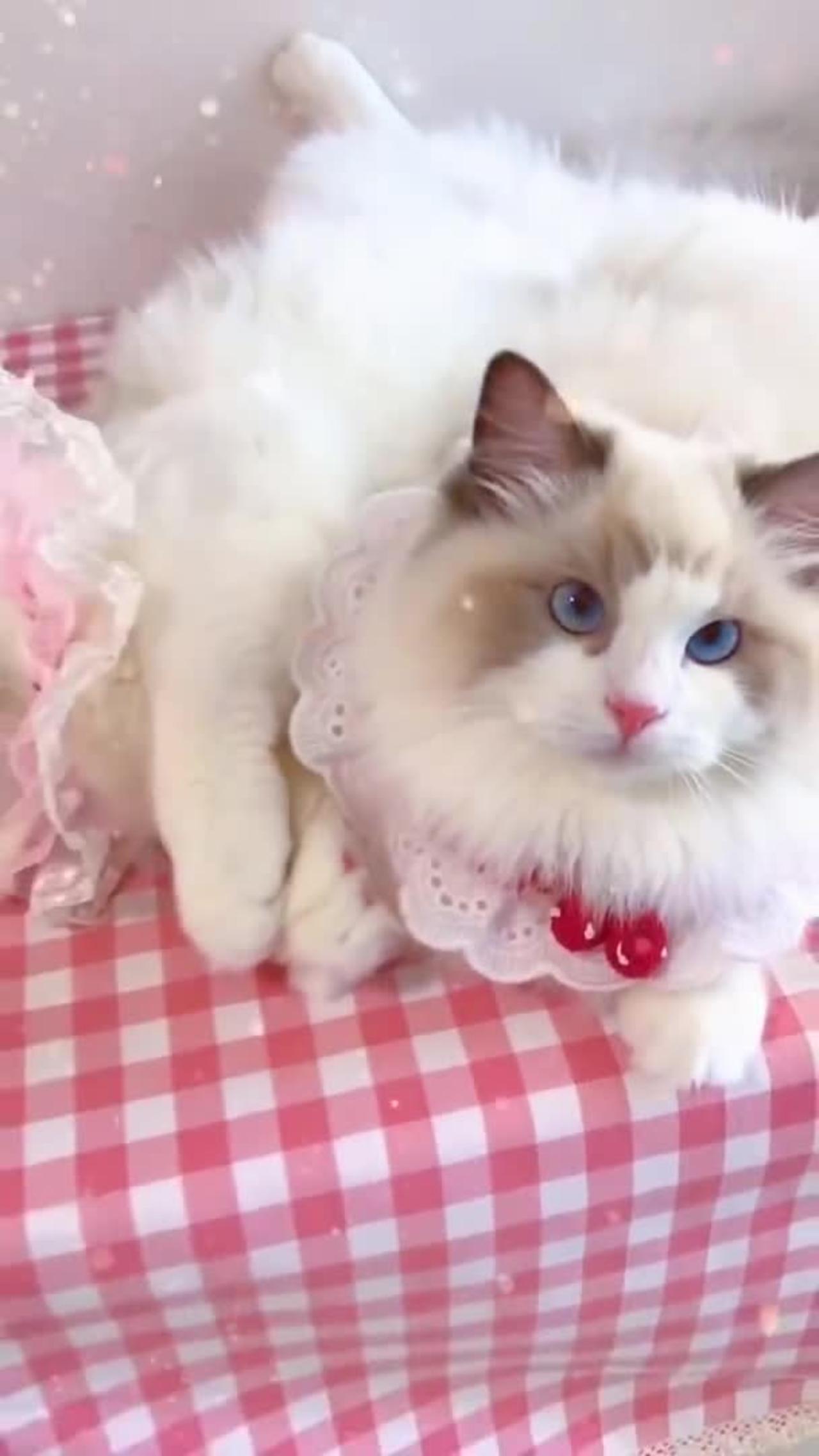 cute cat funny video ❤️ Cat Cash Compilation chines💚 Tiktok Cat Meow