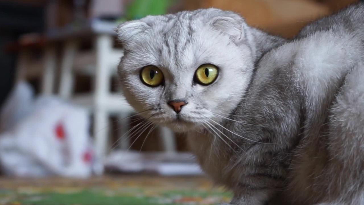 Angry Cat Funny Video | Very Hot Cat Play His Own Concept