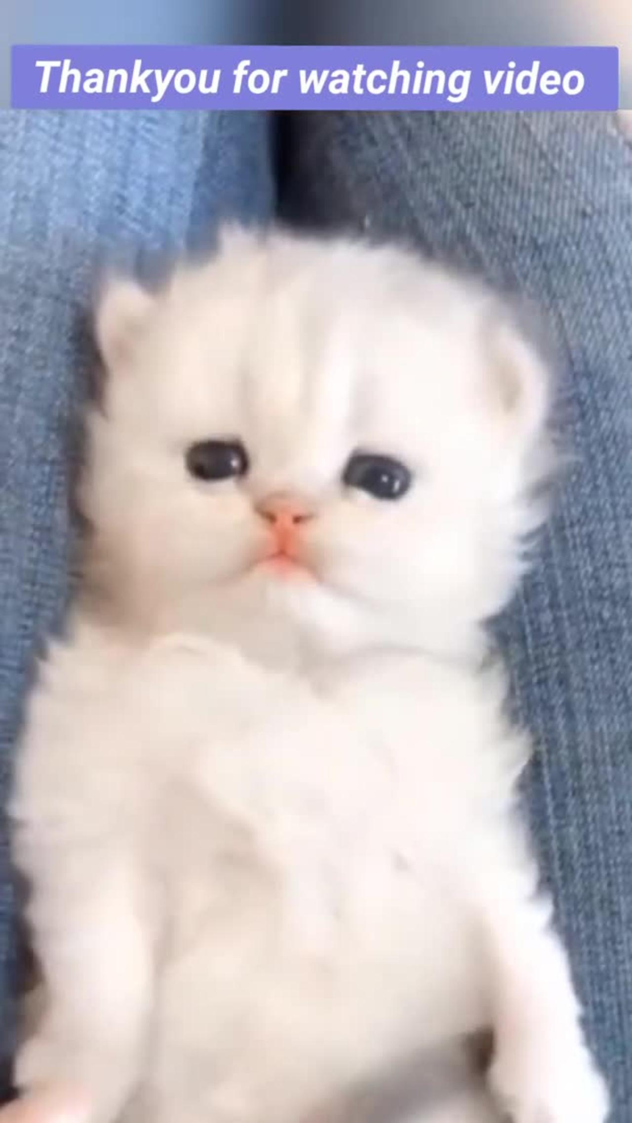 😄😸 funny pets video-#shorts #Shorts video #cute baby #funny animal video