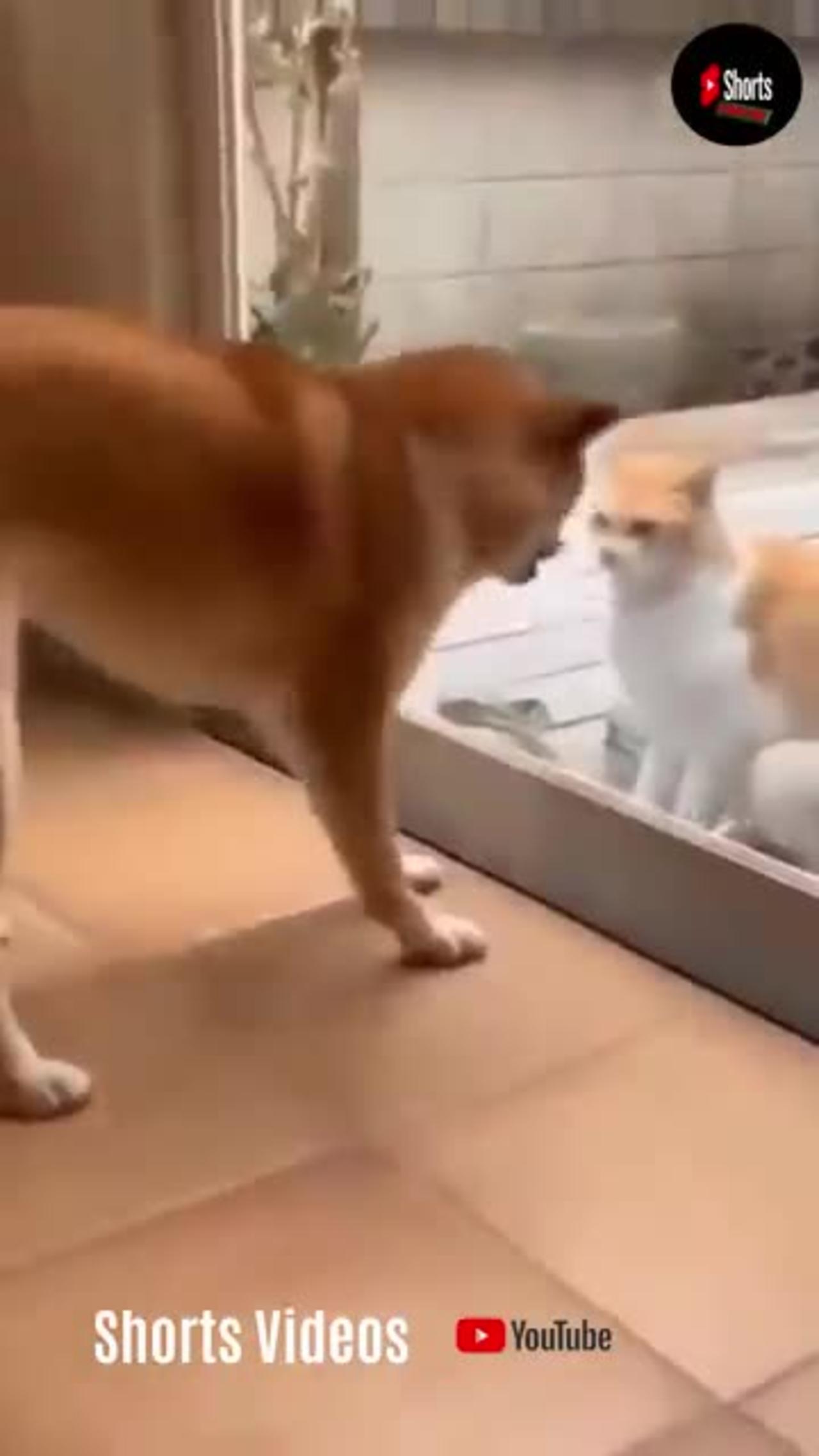 Funny dogs and cats fighting ,try not to laugh 👌😂